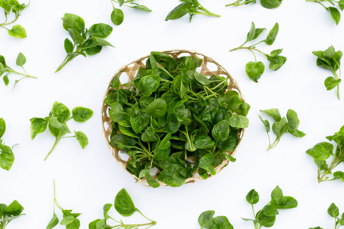 Žerucha: Drobná bylinka s obrovskou silou