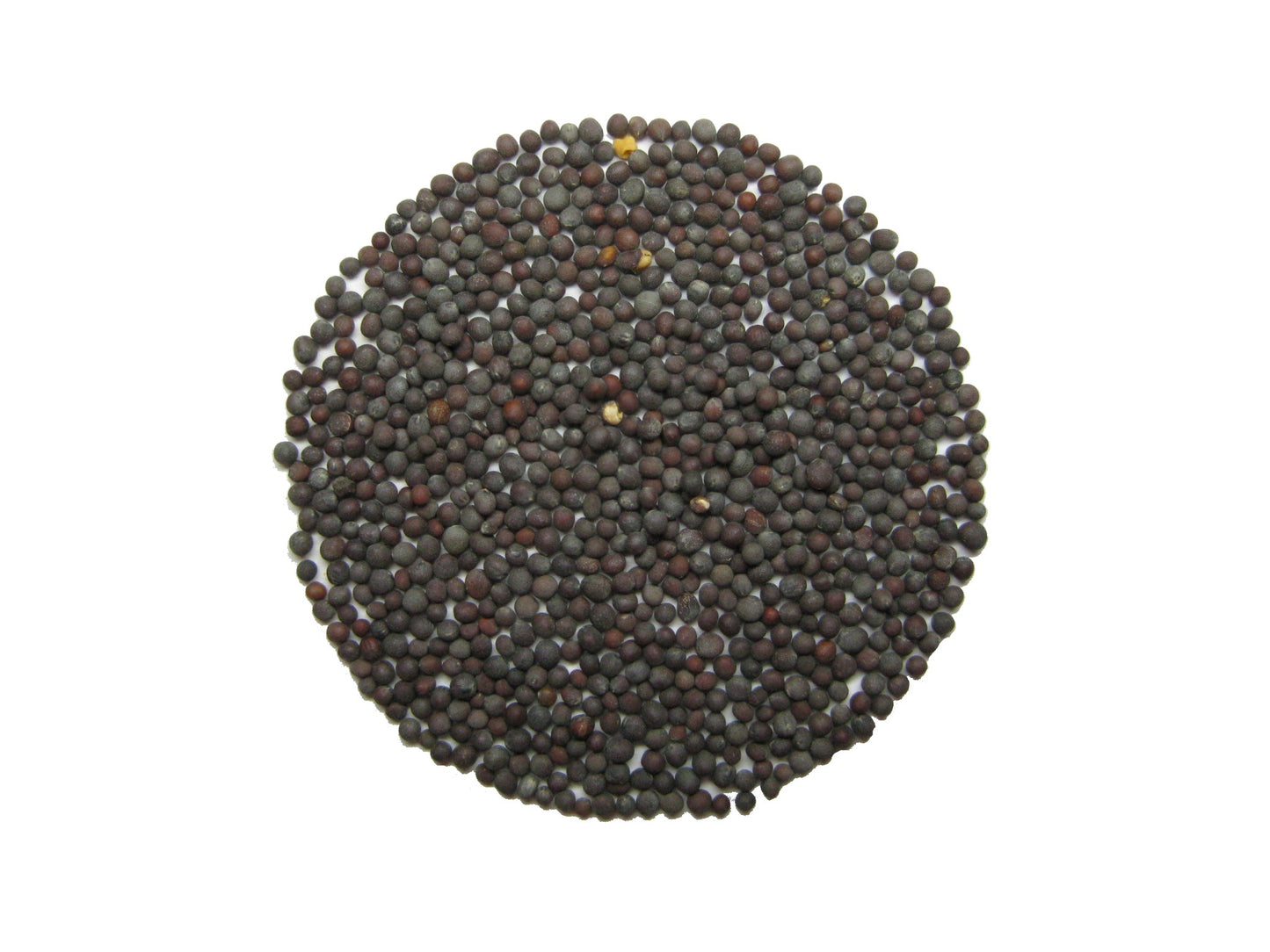 Čierna horčica. 100 gr